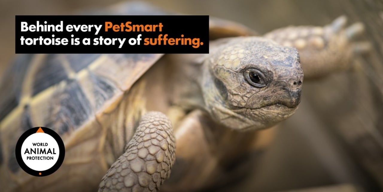 A tortoise with text that says &quot;Behind every PetSmart tortoise is a story of suffering.&quot;