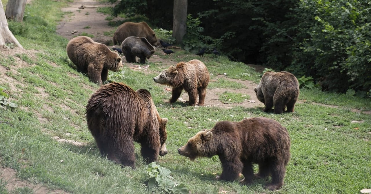 Two bears at Romania bear sanctuary - Animals in the wild - World Animal Protection