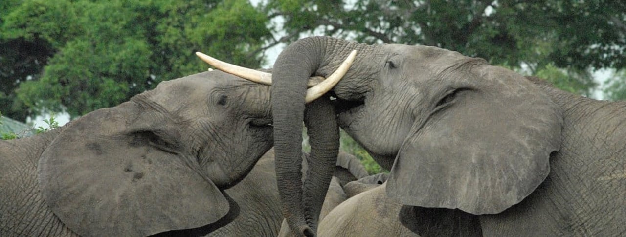 valentines_day_elephants