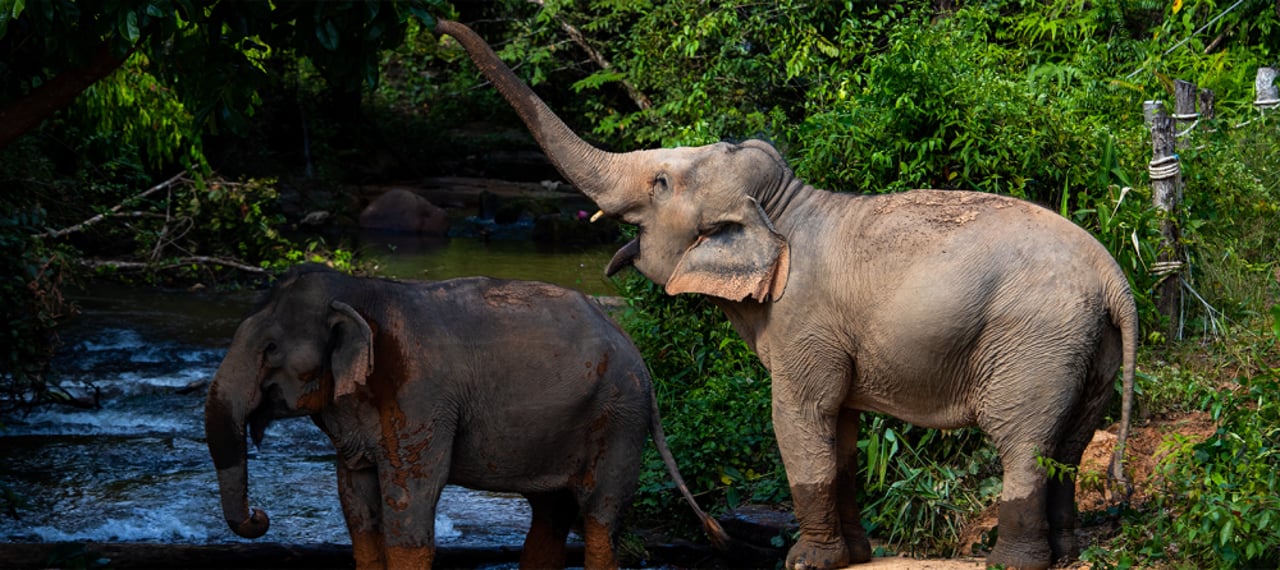 Two elephants by the river