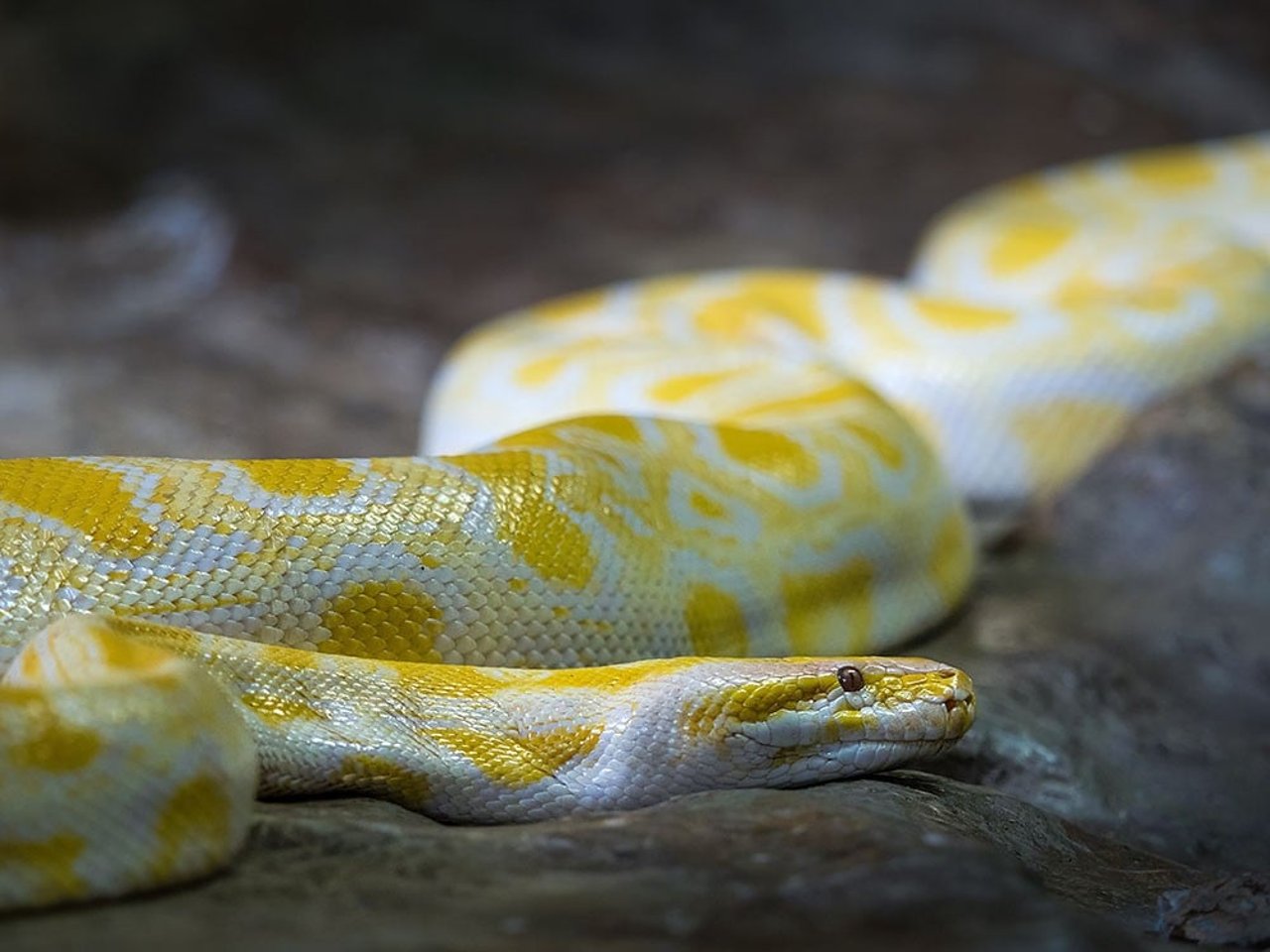 Burmese python