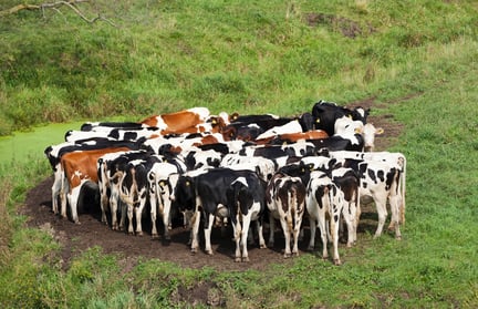 A group of cows outside in the grass standing in a circle.