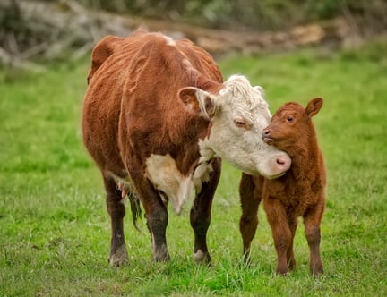 A mother and baby cow in a field.