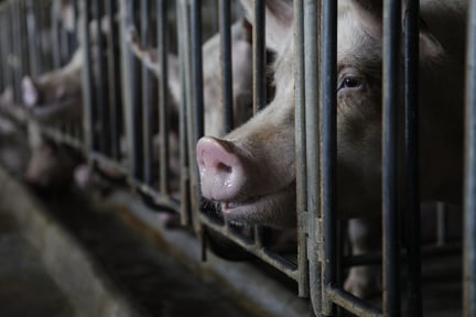 Pig in a cage on a factory farm.