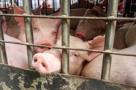Several pigs in a cage in a factory farm.