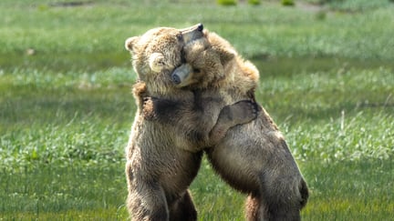 Two small brown bears hugging.