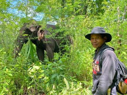 An elephant being observed in the wild.