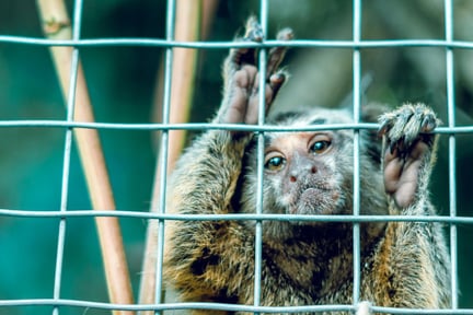A sad monkey in a cage.