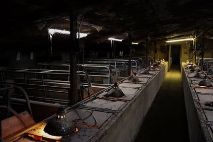 Inside of a factory farm.