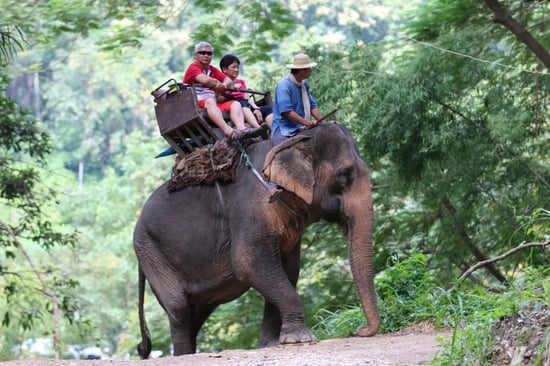 Tourists ride an elephant in Thailand.