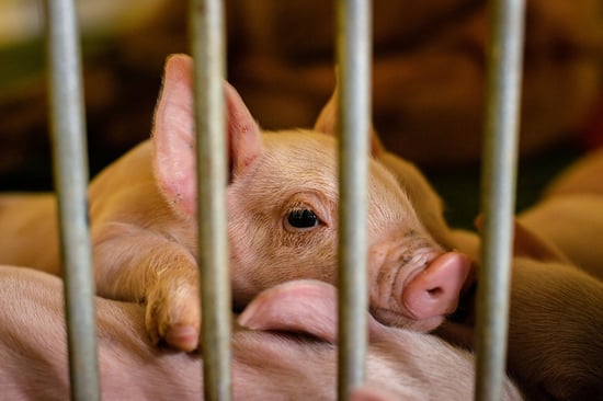 Baby pig in a cage.