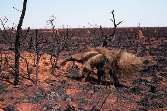 An anteater relaxing amongst the torched remains of a wildfire.