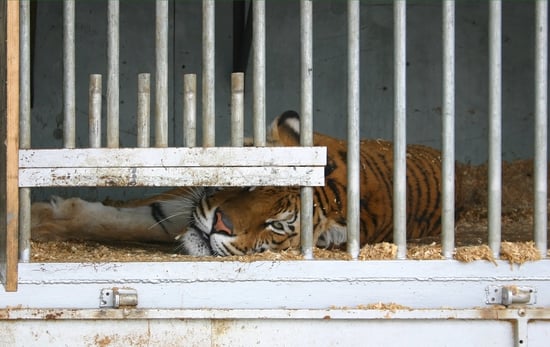 Tiger laying down in a cage.