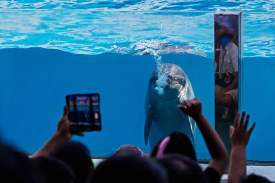 Dolphins perform at a venue in Thailand tied to Taiji-caught dolphins.