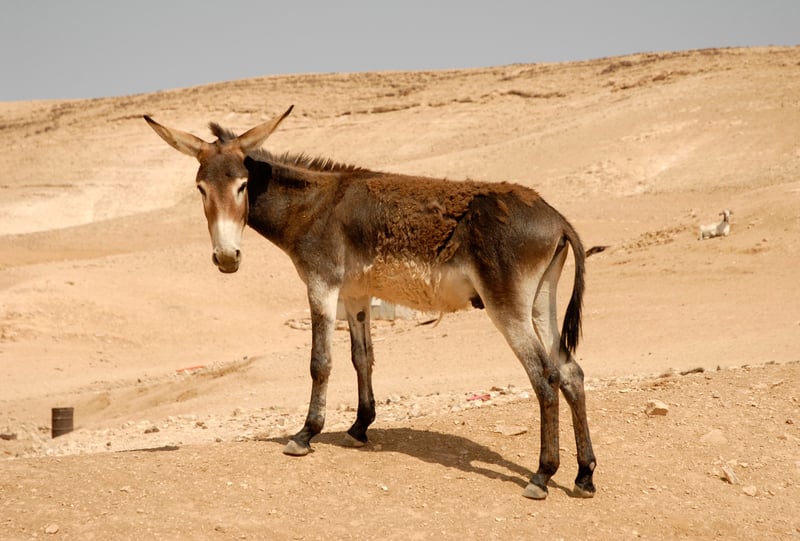 A donkey on the Eastern slopes of the Bedouin community in Palestine. 