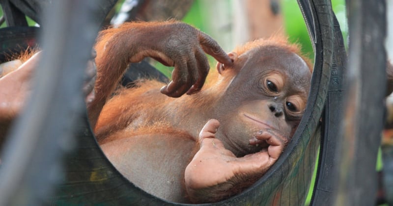 An orphan orangutan relaxes at Nyaru Menteng Rescue and Rehabilitation Centre