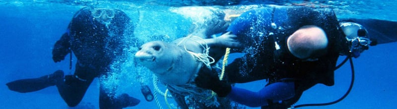 Protecting marine life from ghost gear