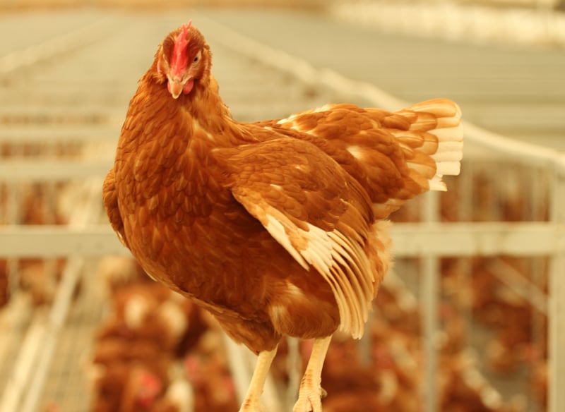 Cage-free hen