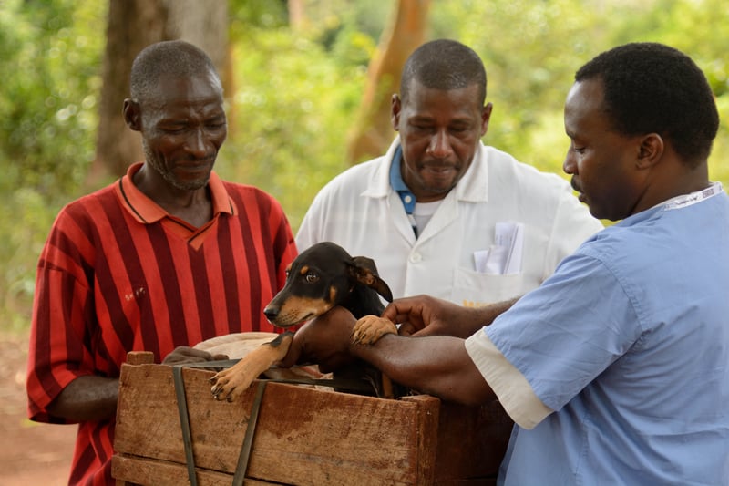 Man brings his dogs to be vaccinated against rabies in Zanzibar, Tanzania