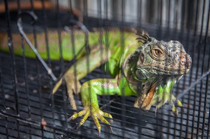  A caged iguana for sale