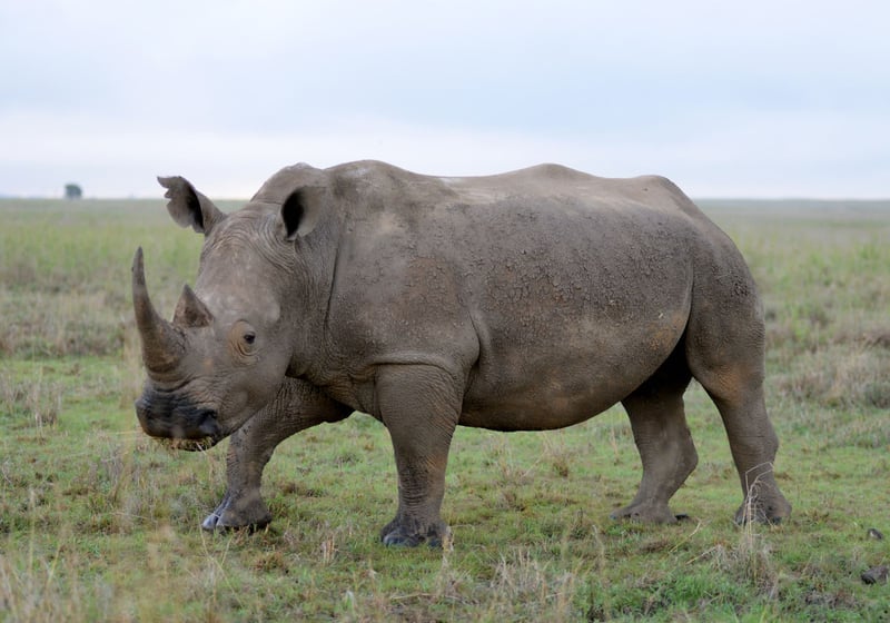 saving rhinoceros 