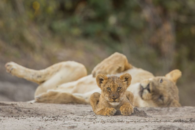 lion, lion cubs, cubs