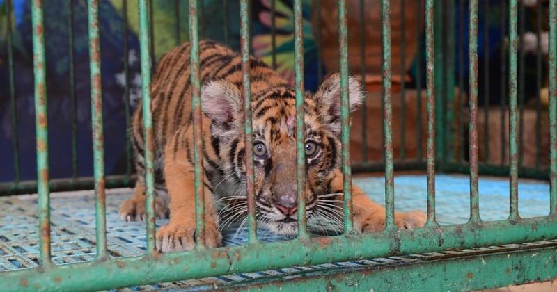 A captive tiger cub at Sri Racha Tiger Zoo, Thailand