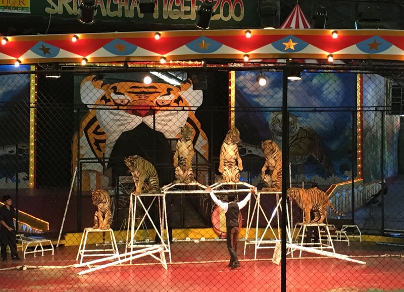 Circus Tiger - World Animal Protection