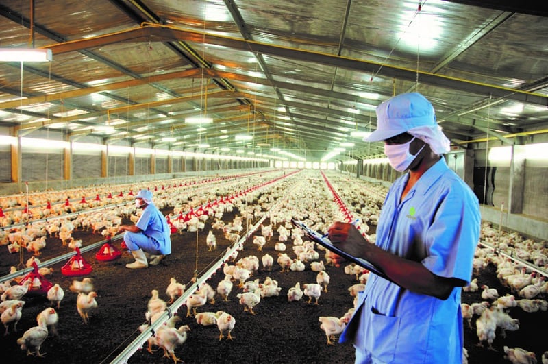 Workers on a chicken factory farm