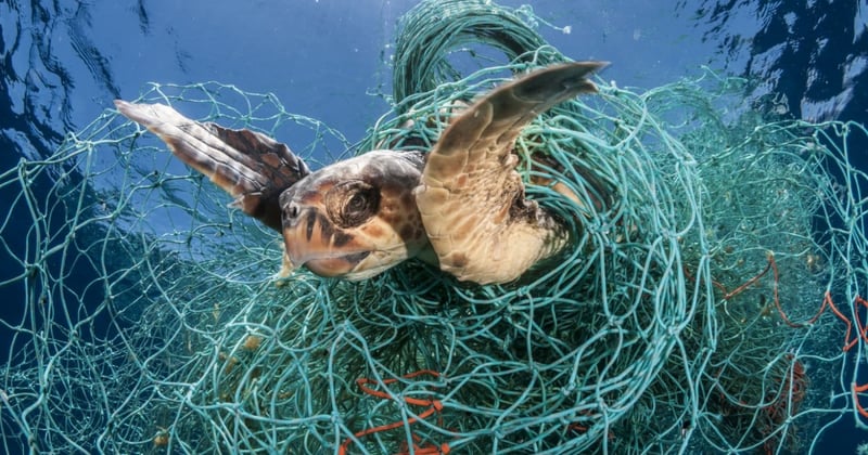 World's biggest seafood companies must address deadly ghost fishing gear