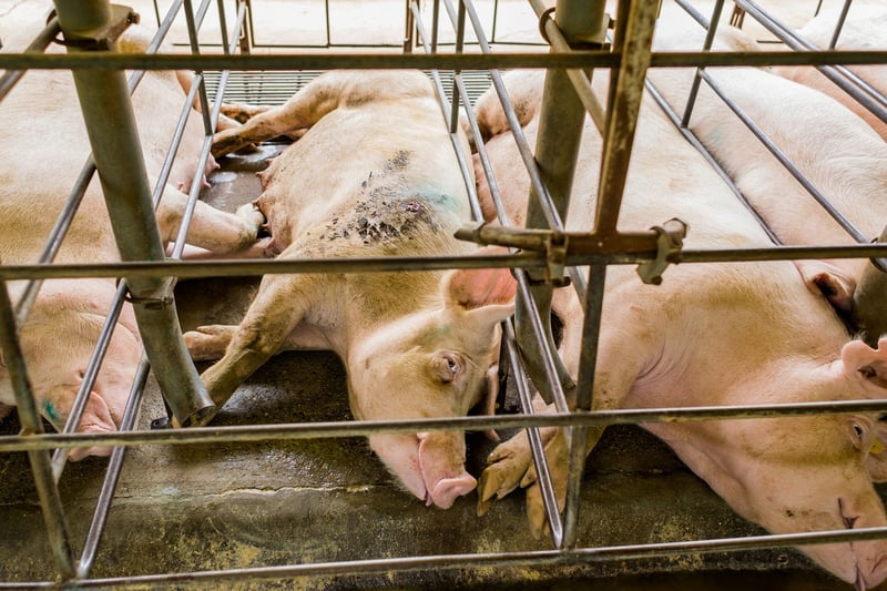 US Pork Superbug Crisis | World Animal Protection
