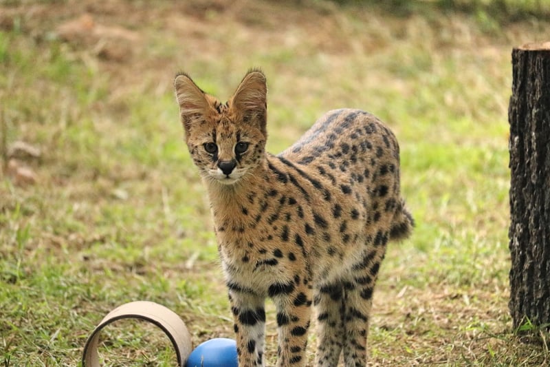 Serval cat native to Africa