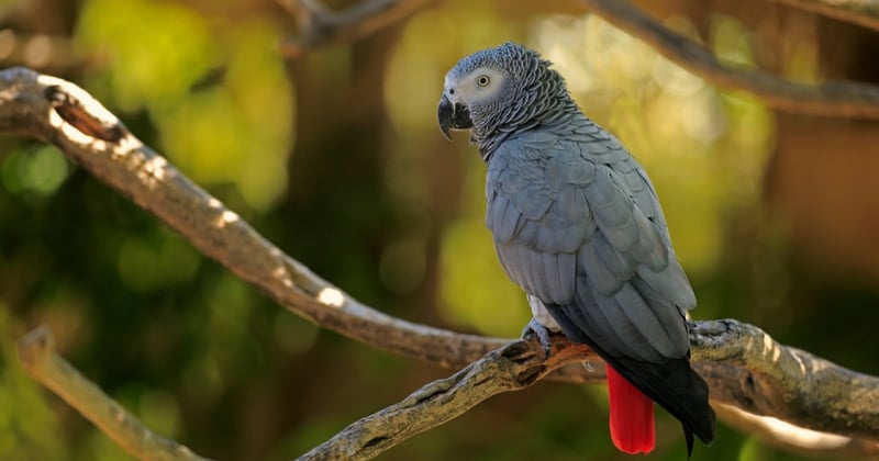 Pictured: An African Grey Parrot in the wild. Photo credit: Jurgen & Christine Sohns / Getty Images