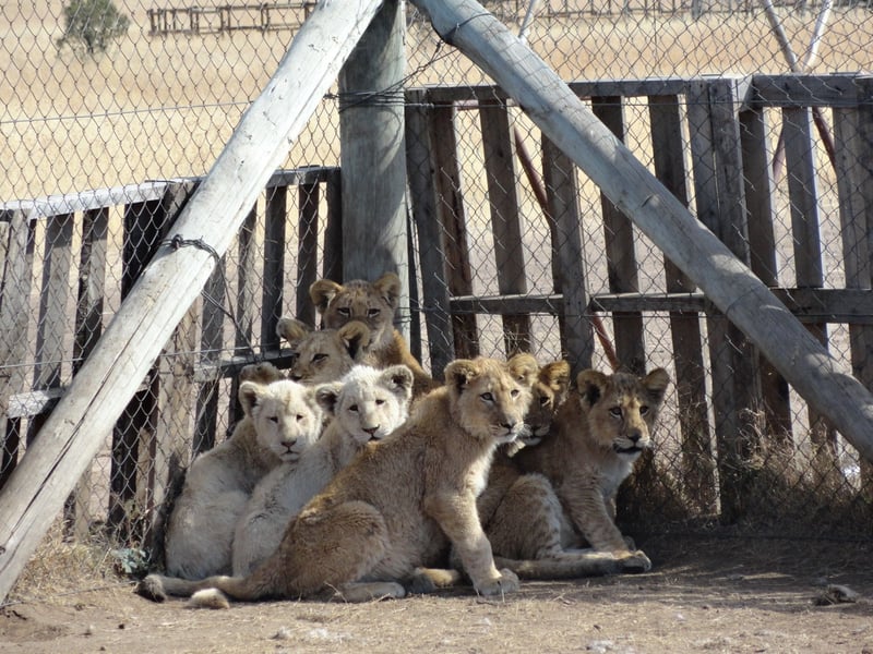 Lion Farm South Africa