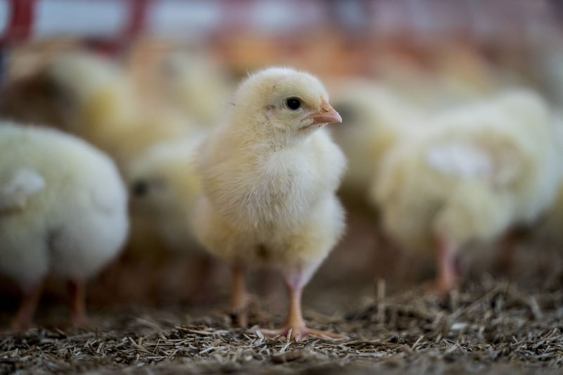 Chick on factory farm