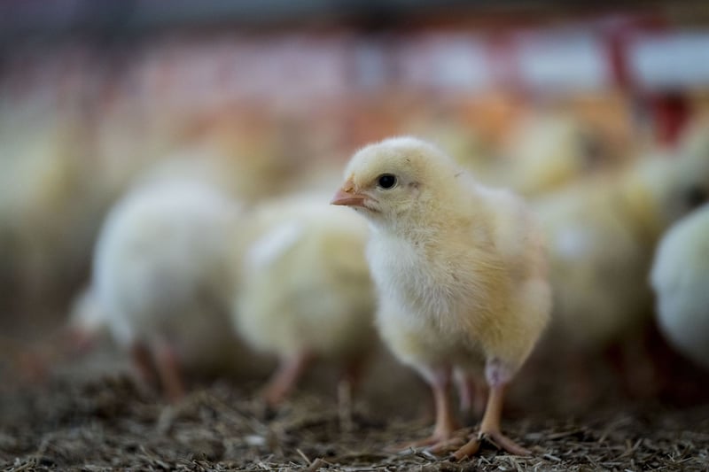 chicks on a farm, change for chickens