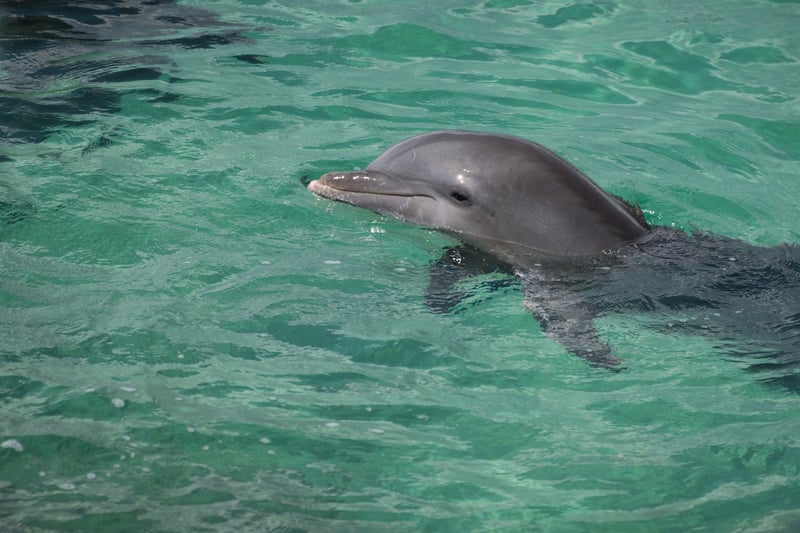 a dolphin floats motionless waiting for food in his enclosure
