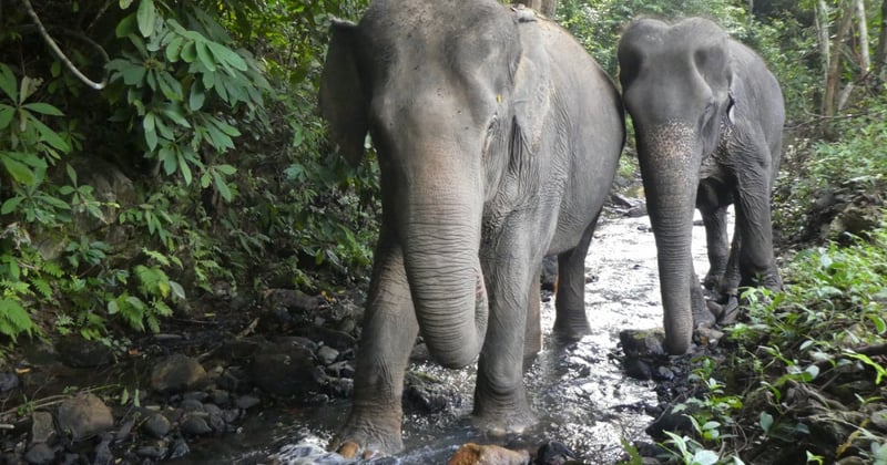 Elephants enjoying a new life at Following Giants