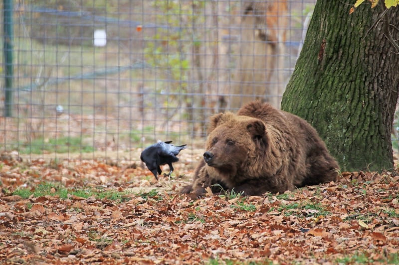Bjørnen Alisa er blevet reddet efter 27 år i fangenskab