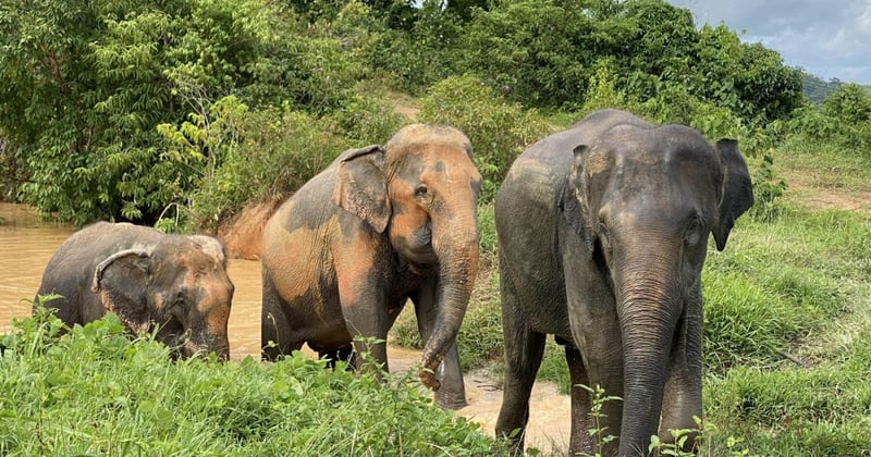 Three elephants at the Tree Tops sanctuary