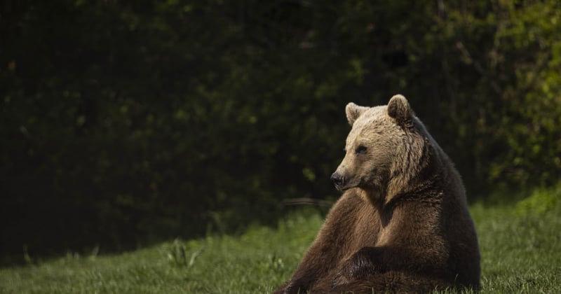A bear in a sanctuary sits in the grass