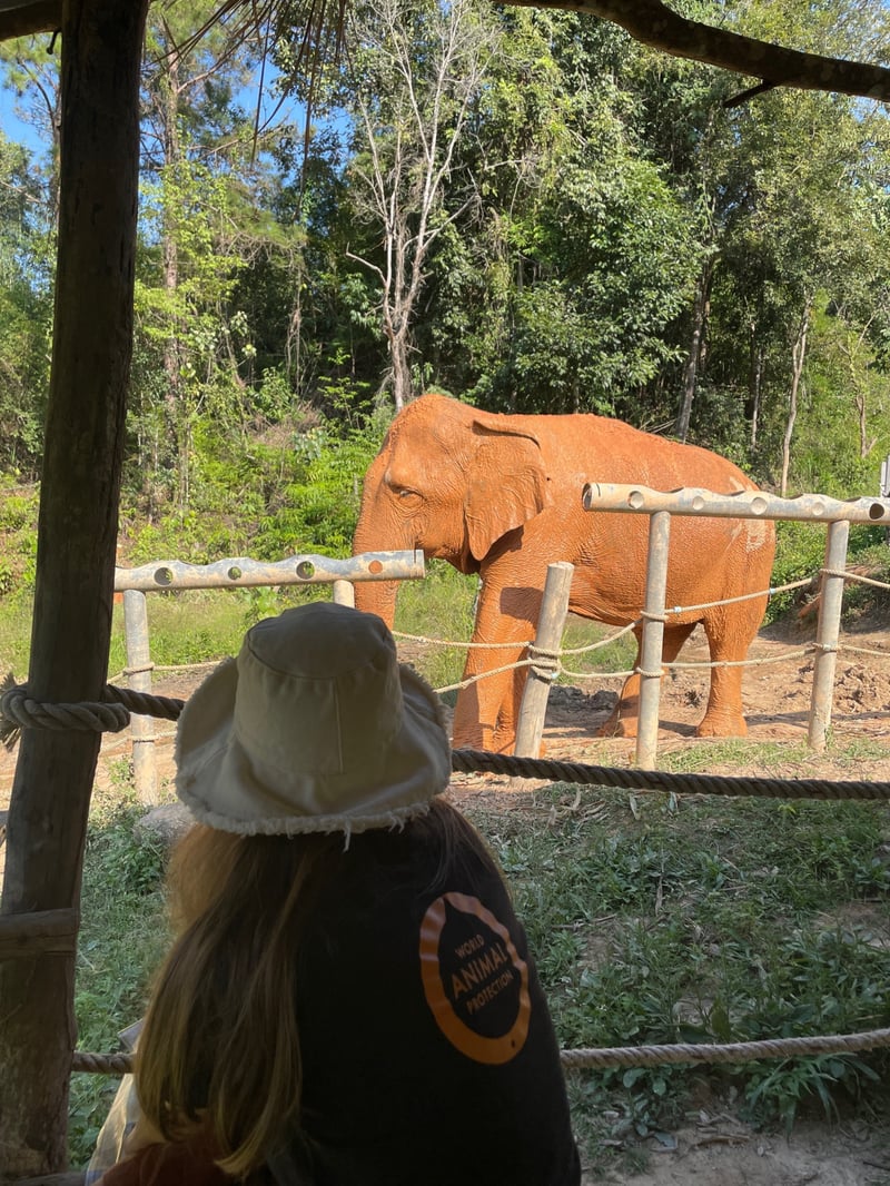 ChangChill elephant sanctuary