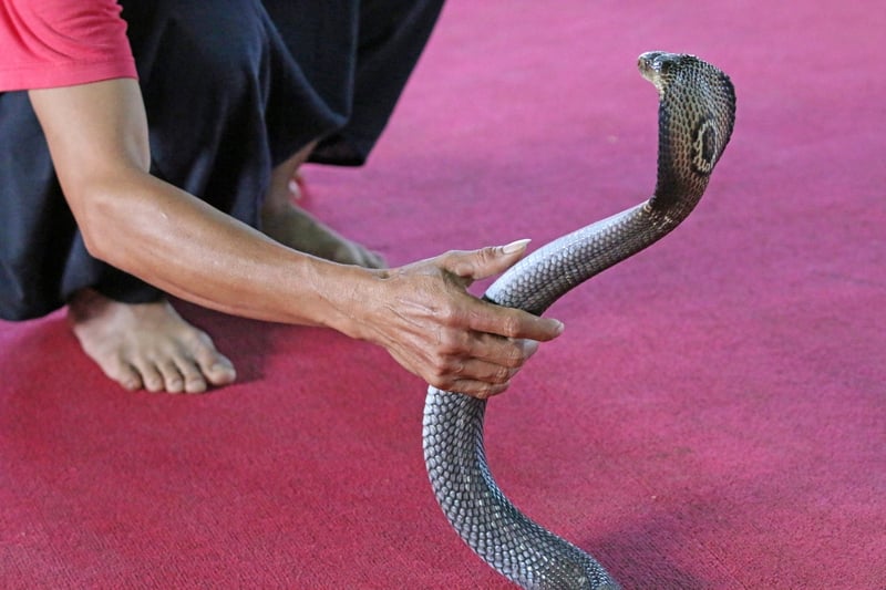Cobra wildlife not entertainers