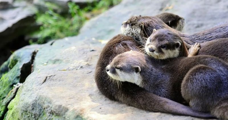 Where Do Otters Live?