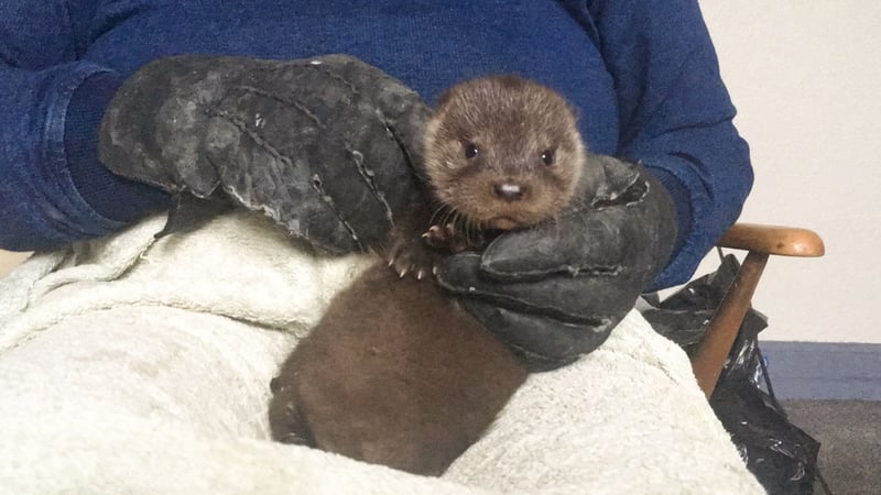 Grant: a rescue story with an otterly happy ending