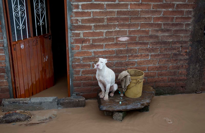 Caption: A dog sits outside a flooded house in Zoatlan, Nayarit state, some 150 km northwest of Guadalajara, Mexico, Saturday, Oct. 24, 2015. 