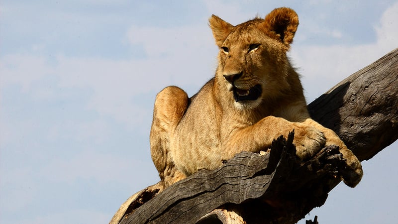 lioness lying on tree