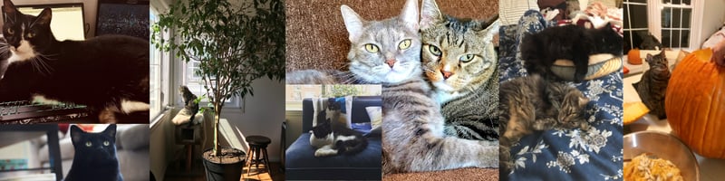 collage of employees' cats