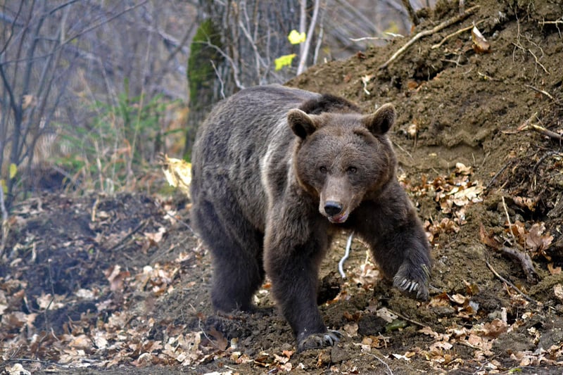 Bjørne i Rumænien