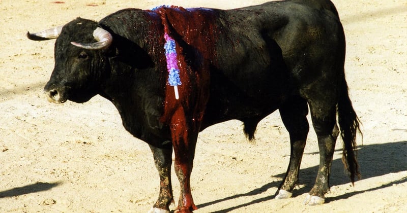 bull in Pamplona